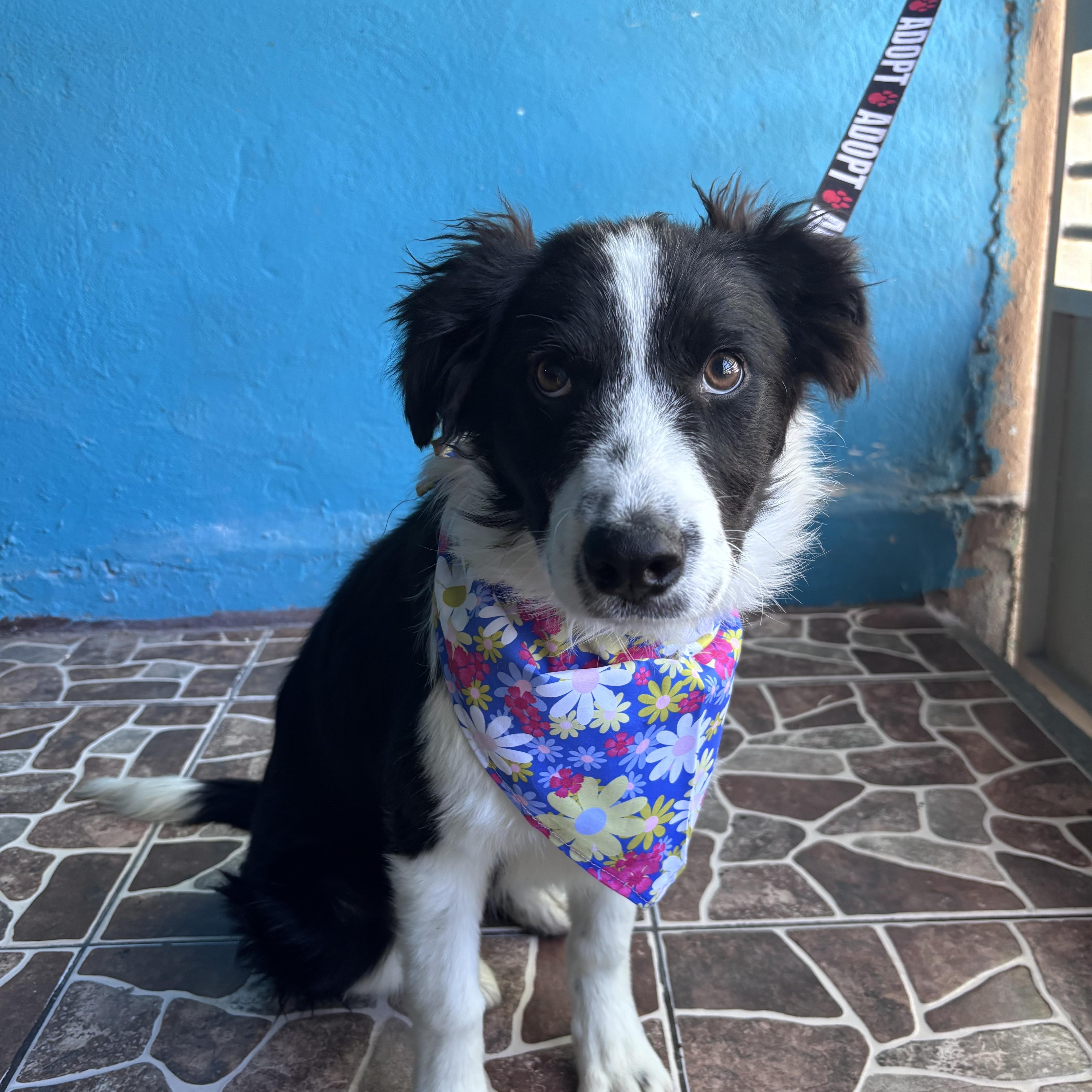 Victoria, an adopted mixed breed in Bangor, ME image 4/6