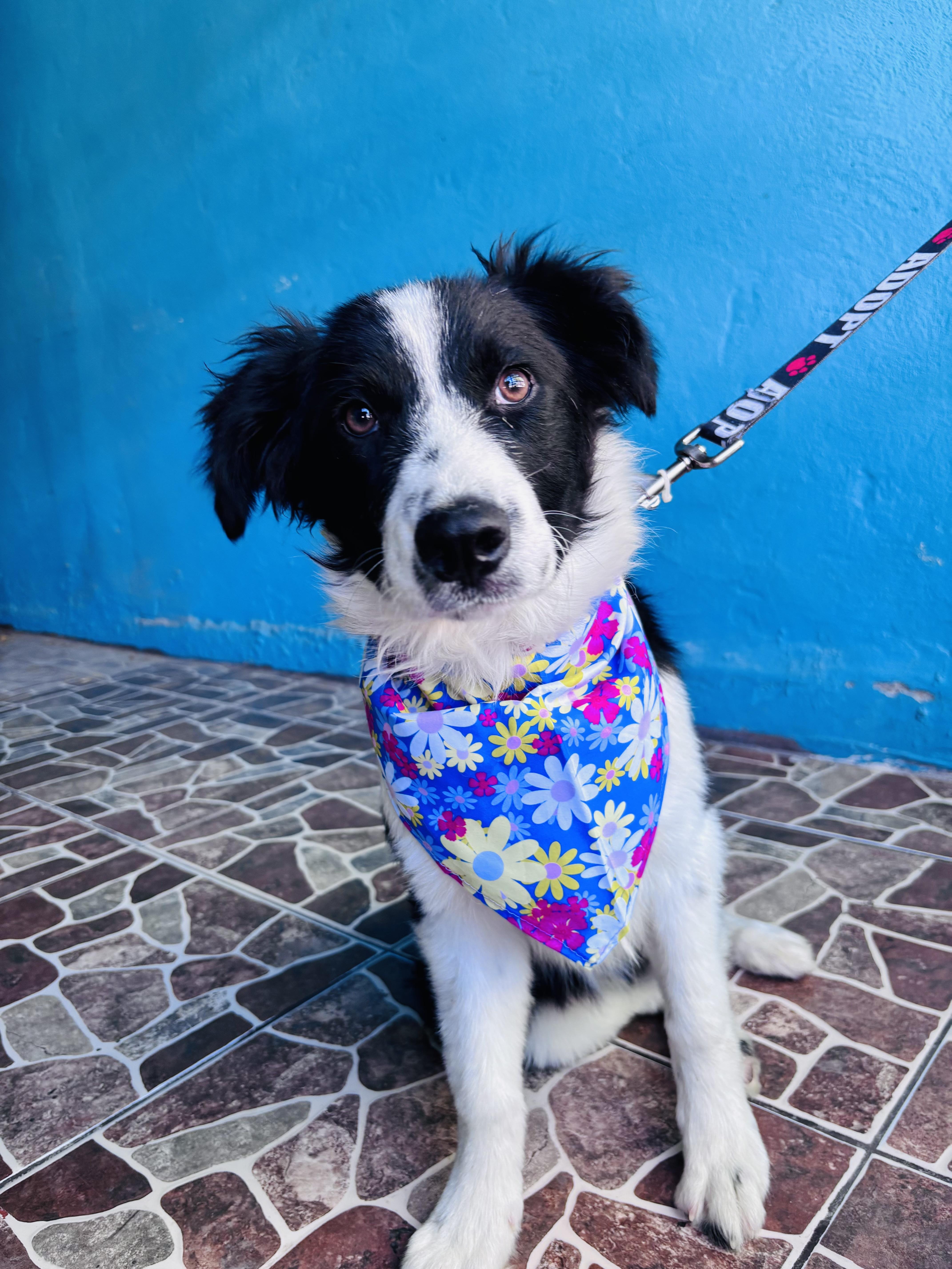 Victoria, an adopted mixed breed in Bangor, ME image 2/6