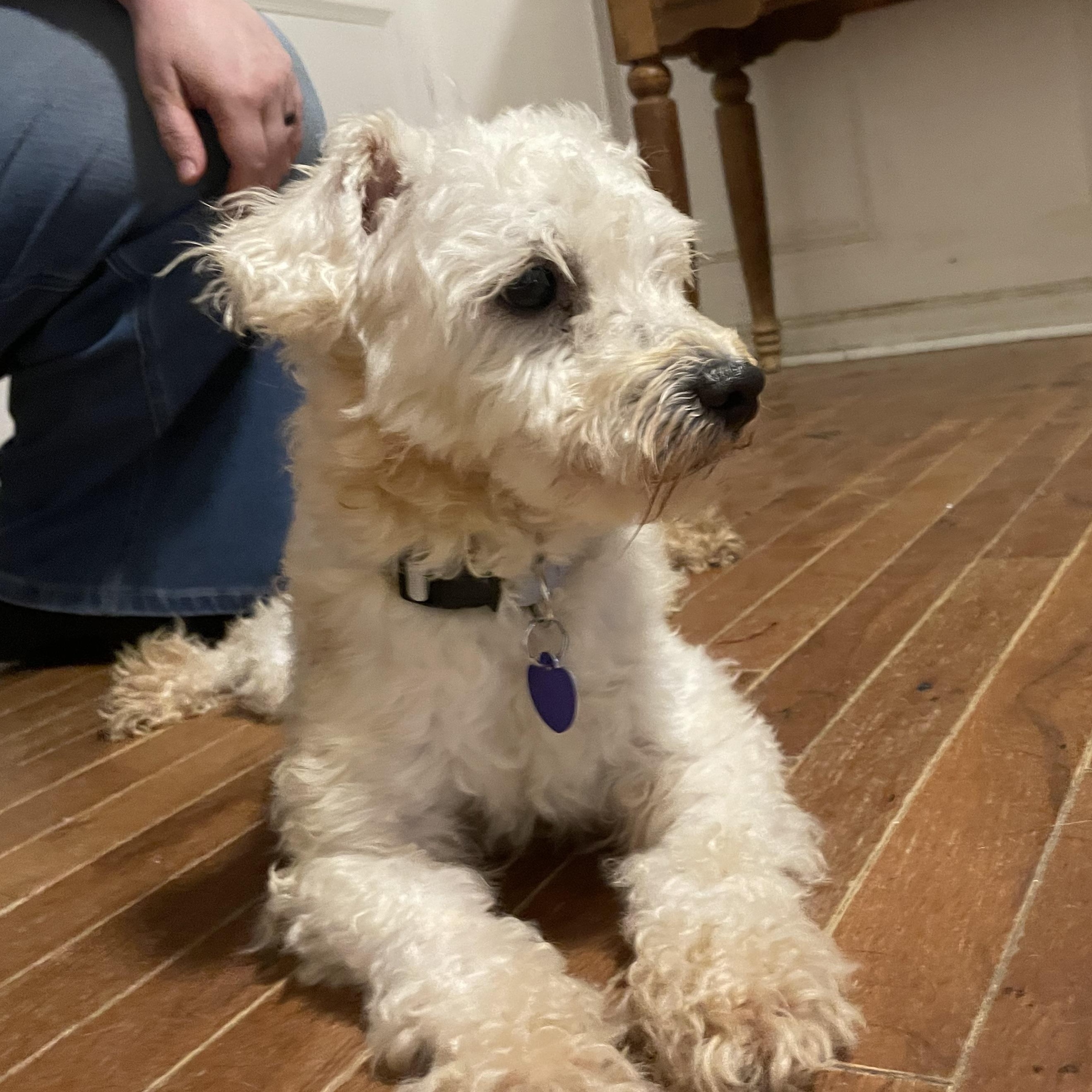 Enlarge Banjo, an adopted mixed breed in MADISON, AL image 2/5