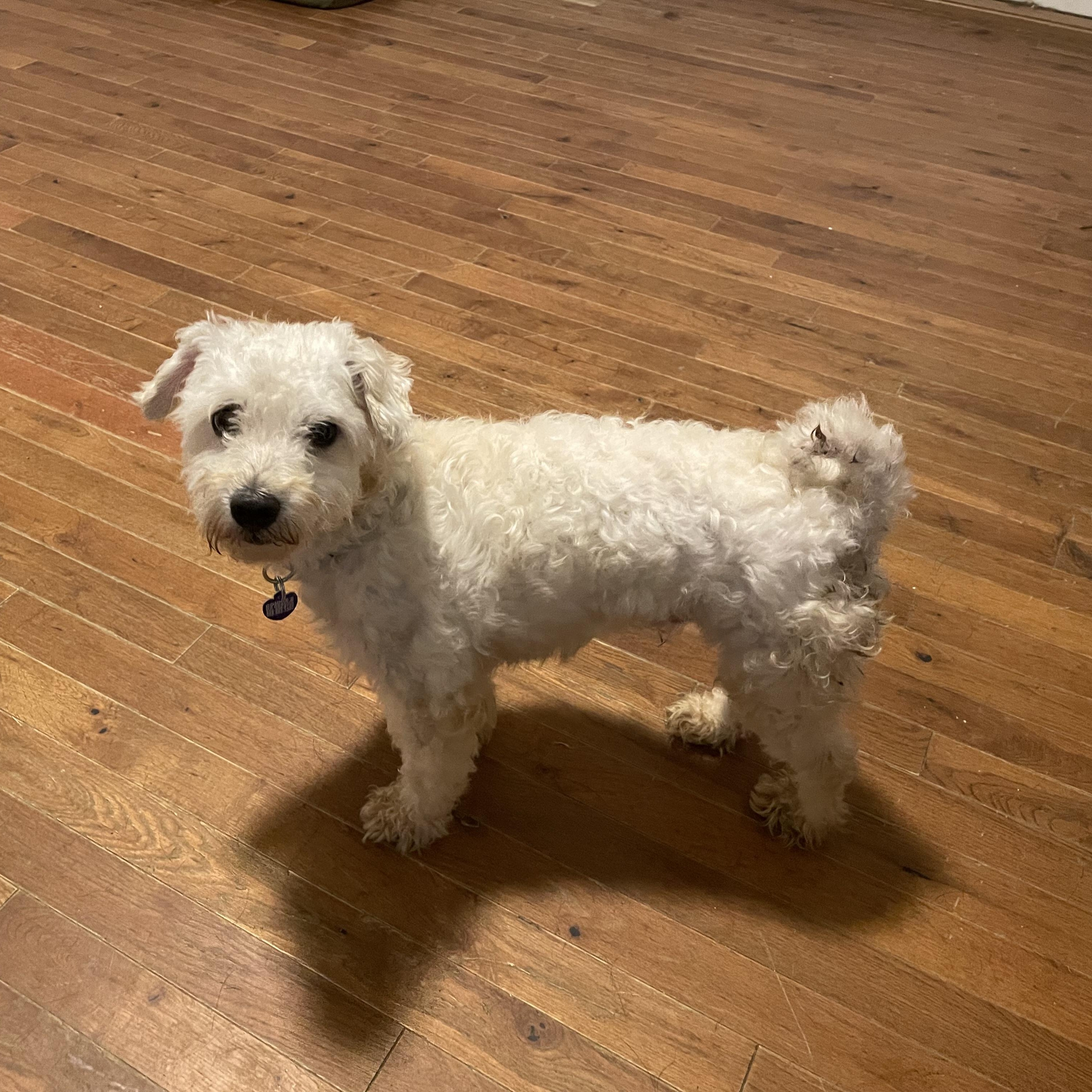 Banjo, adopted, Young Male Bichon Frise & Maltese.