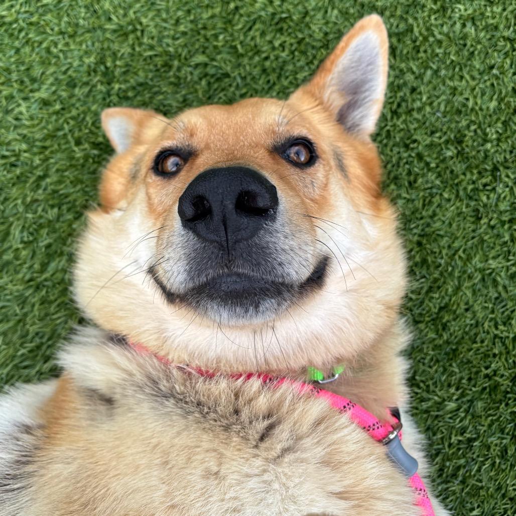 Tanner, Adoptable, Adult Male German Shepherd Dog & Mixed Breed.