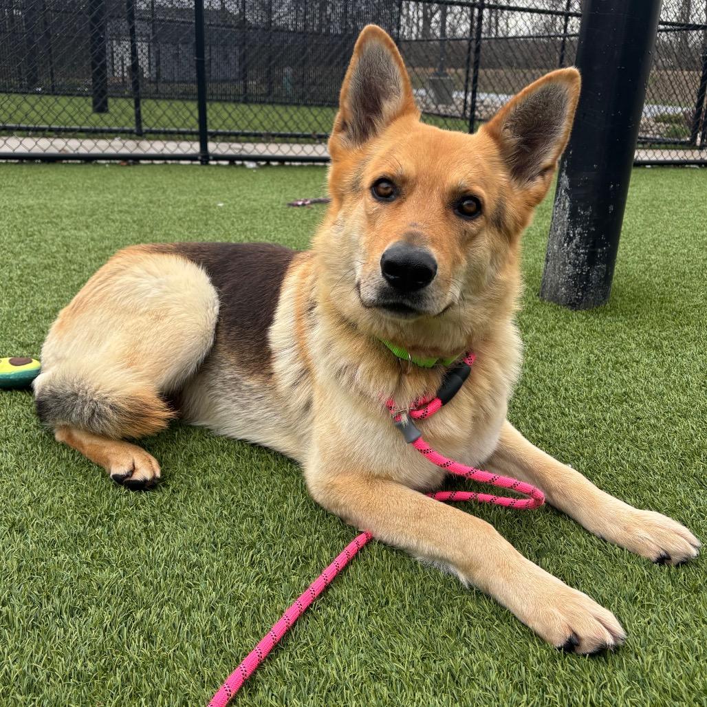 Enlarge Tanner, a Adoptable mixed breed in Washington Township, OH image 2/6