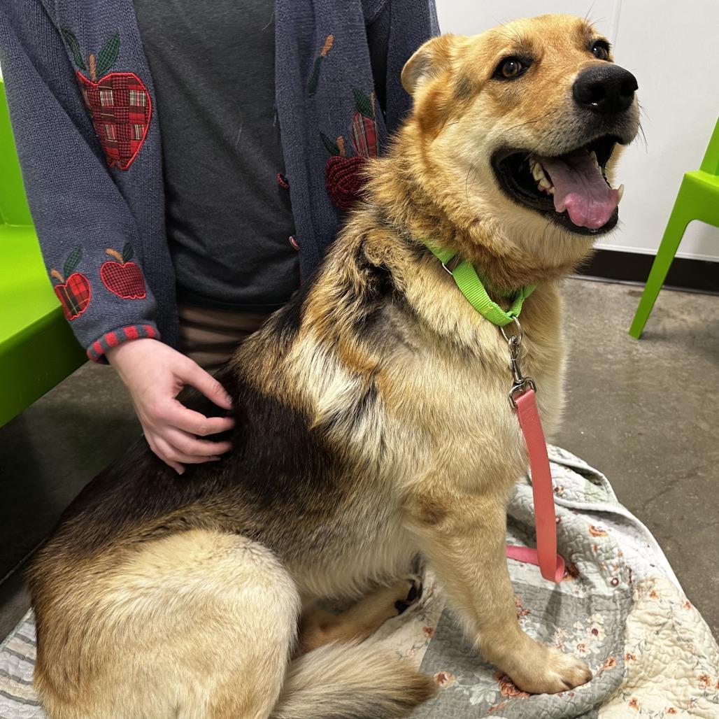 Enlarge Tanner, a Adoptable mixed breed in Washington Township, OH image 3/6