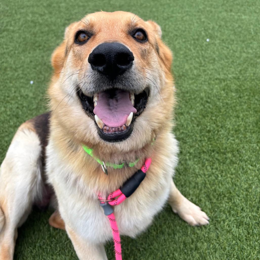 Enlarge Tanner, a Adoptable mixed breed in Washington Township, OH image 4/6