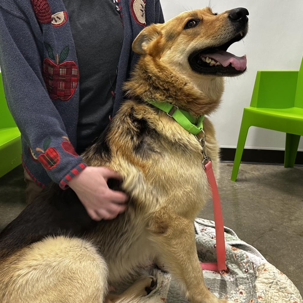 Enlarge Tanner, a Adoptable mixed breed in Washington Township, OH image 5/6