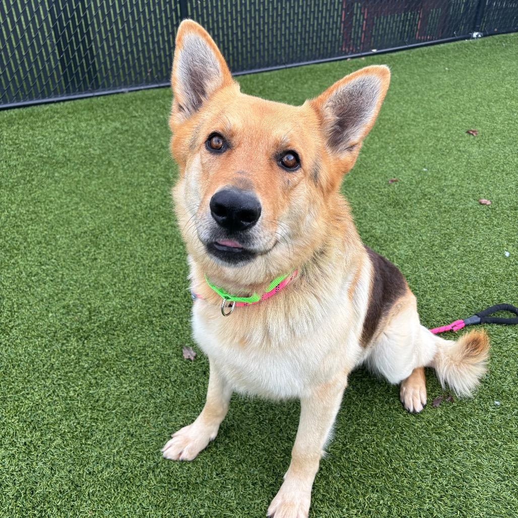 Enlarge Tanner, a Adoptable mixed breed in Washington Township, OH image 6/6