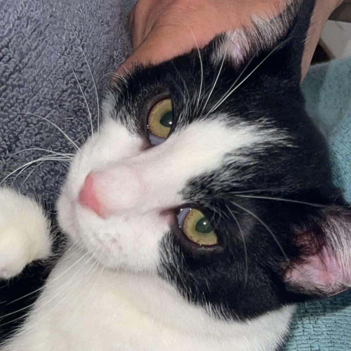 Sam, Adoptable, Young Male Domestic Short Hair.