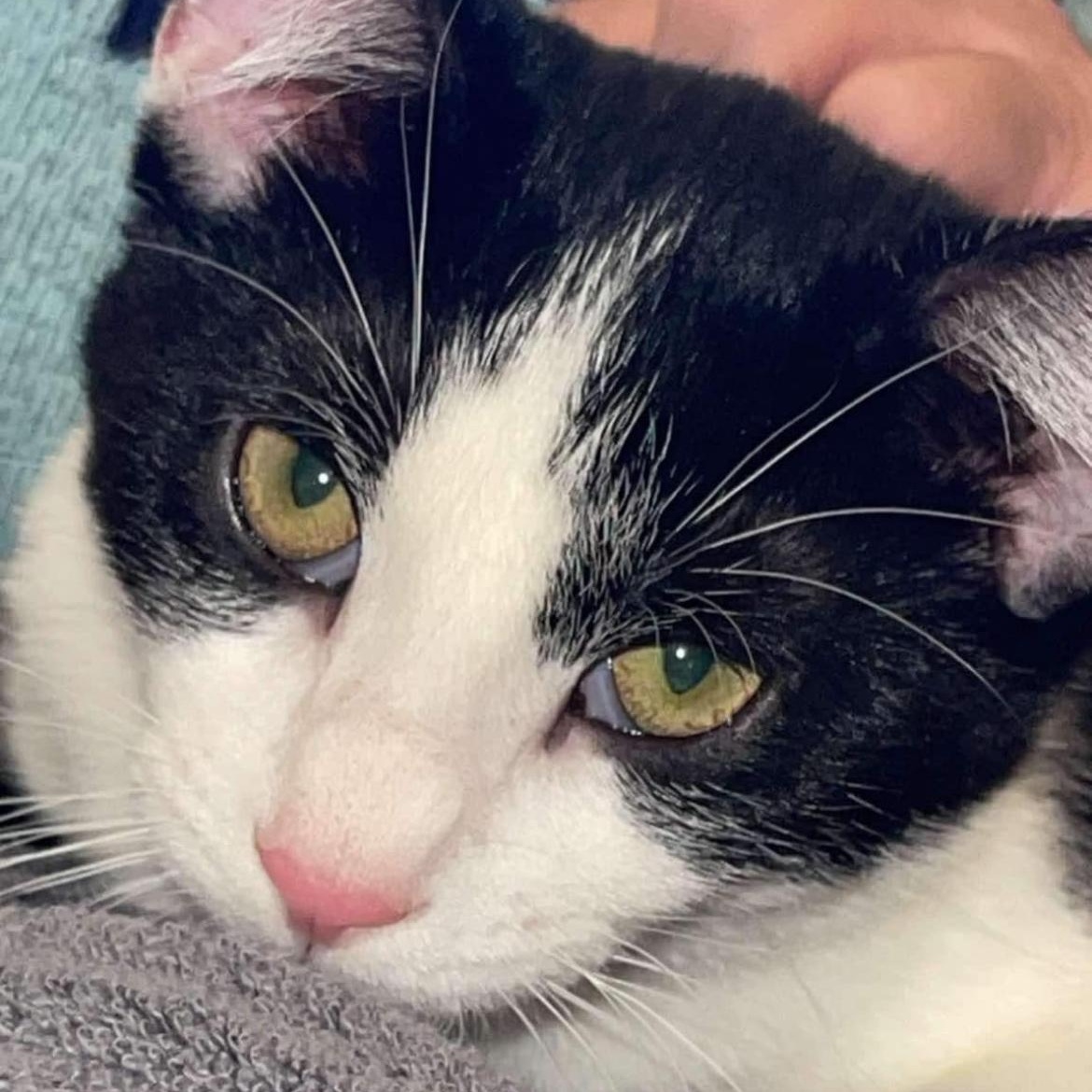 Enlarge Sam, a Adoptable Domestic Short Hair in Decatur, AL image 2/3