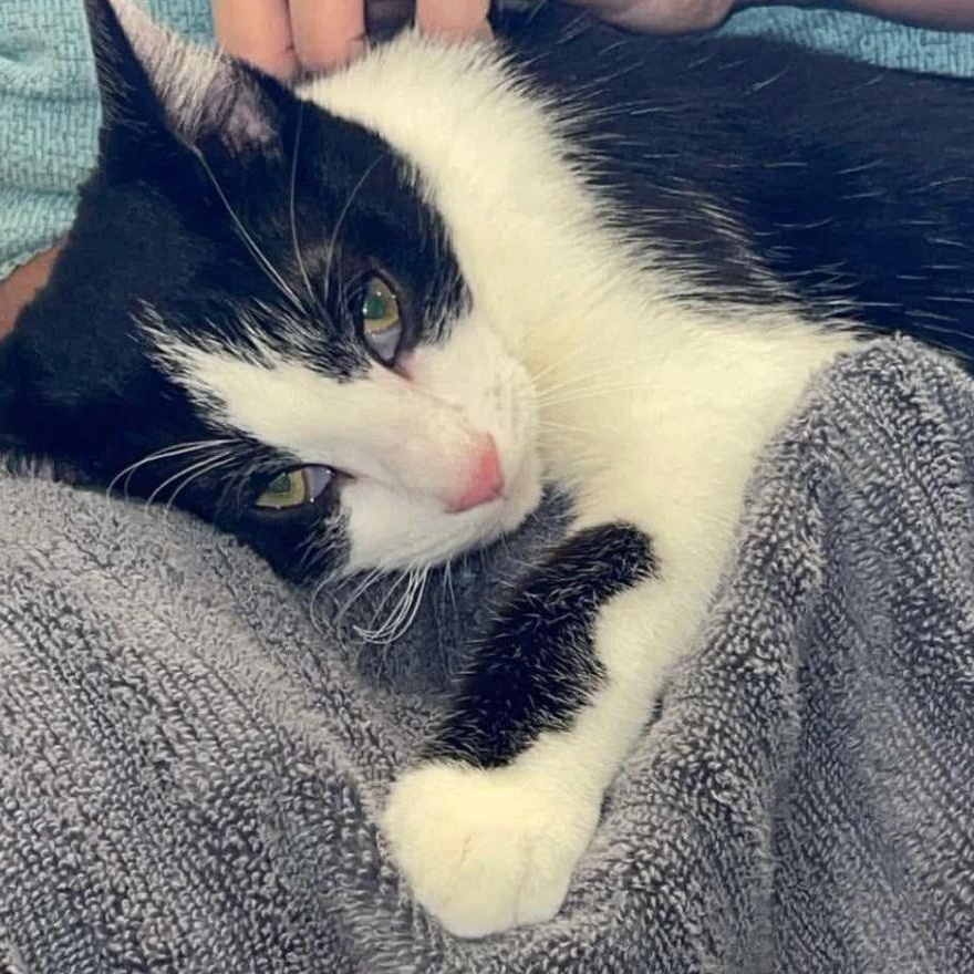 Enlarge Sam, a Adoptable Domestic Short Hair in Decatur, AL image 3/3