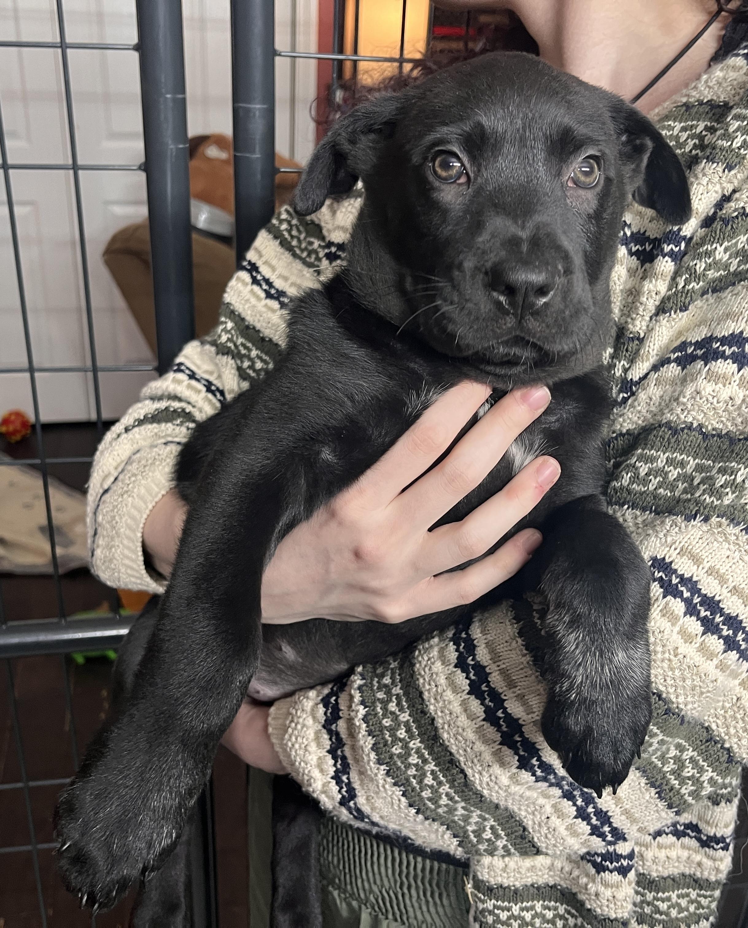 Enlarge FLOWER , a Adoptable mixed breed in Danbury, CT image 3/5