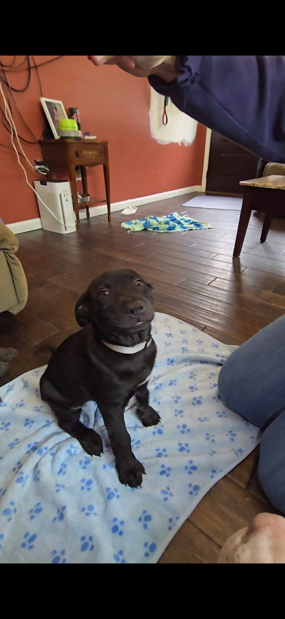 FLOWER , Adoptable, Puppy Female Labrador Retriever & Chow Chow.