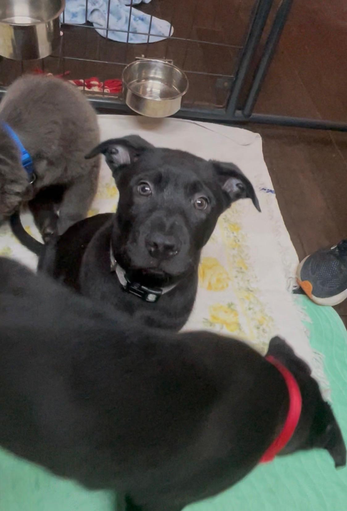 Enlarge FLOWER , a Adoptable mixed breed in Danbury, CT image 4/5