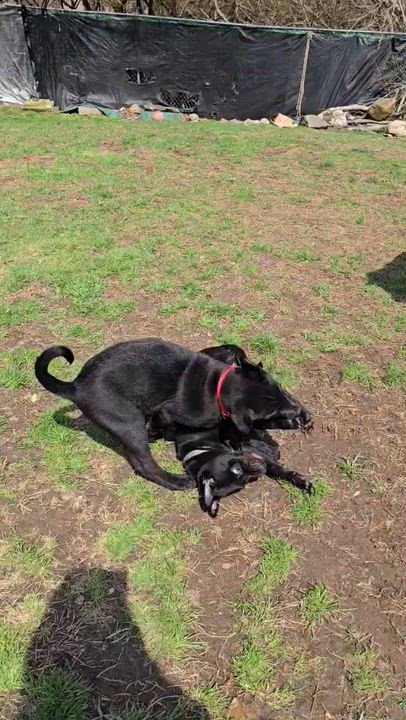 Enlarge FLOWER , a Adoptable mixed breed in Danbury, CT video 2/5