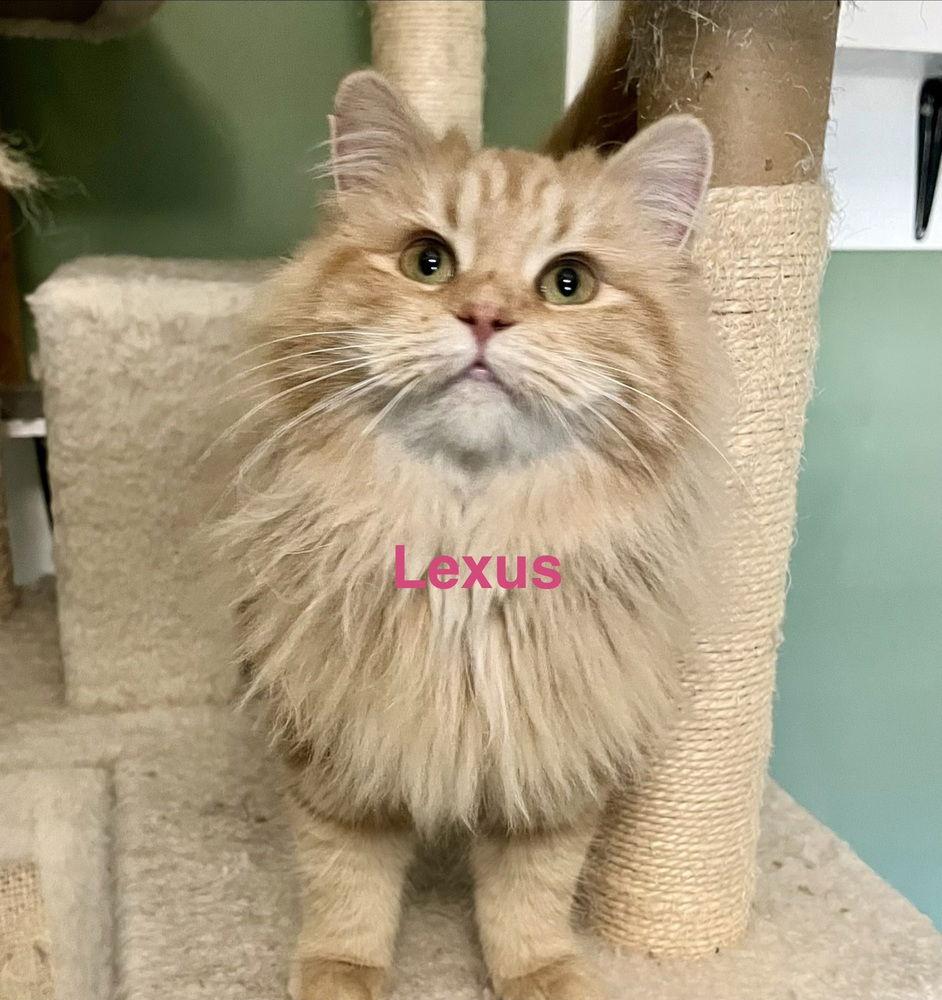 Lexus, Adoptable, Adult Female Domestic Long Hair & Domestic Short Hair.
