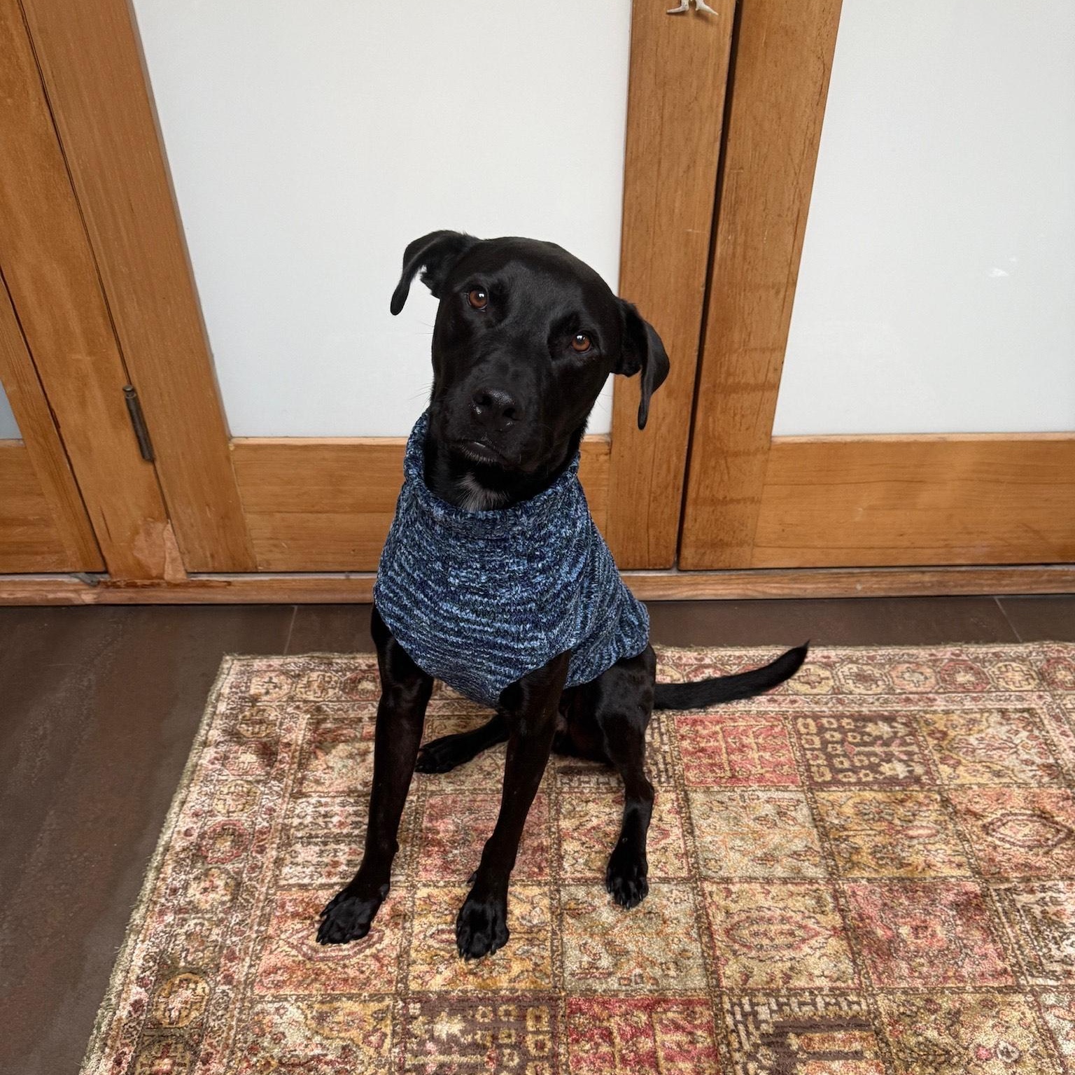 Enlarge Nueve, an adopted mixed breed in Los Angeles, CA image 3/6