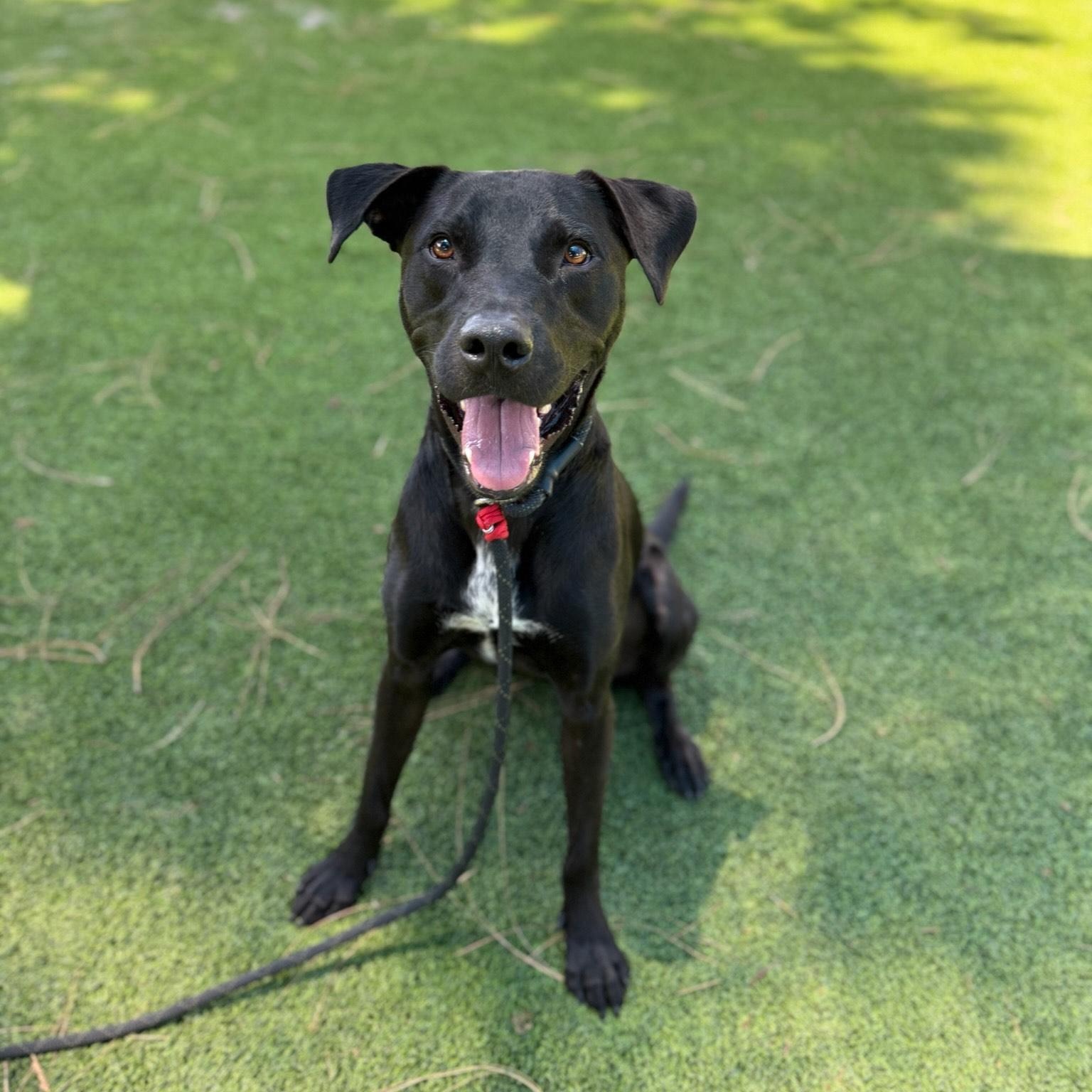 Nueve, adopted, Adult Male Labrador Retriever.