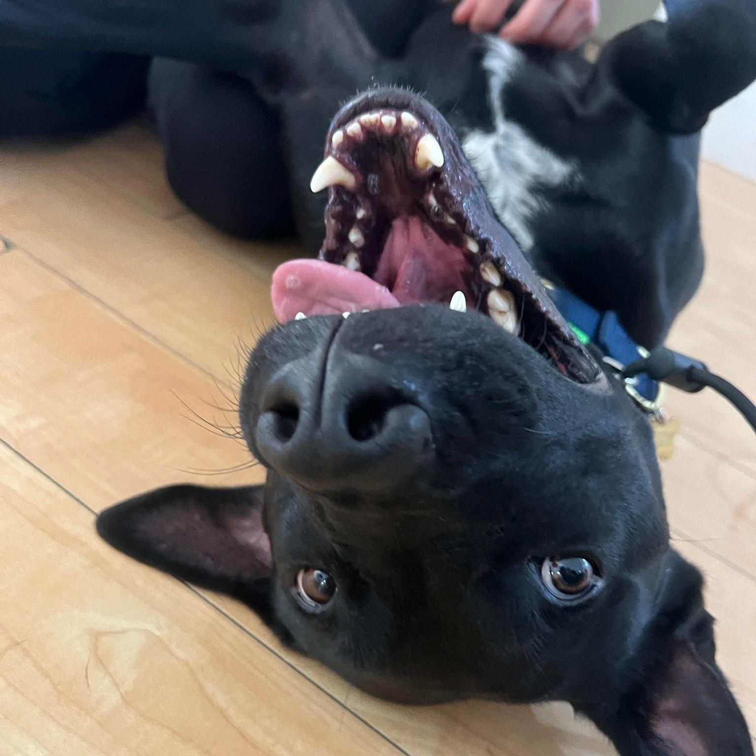 Enlarge Nueve, an adopted mixed breed in Los Angeles, CA image 5/6