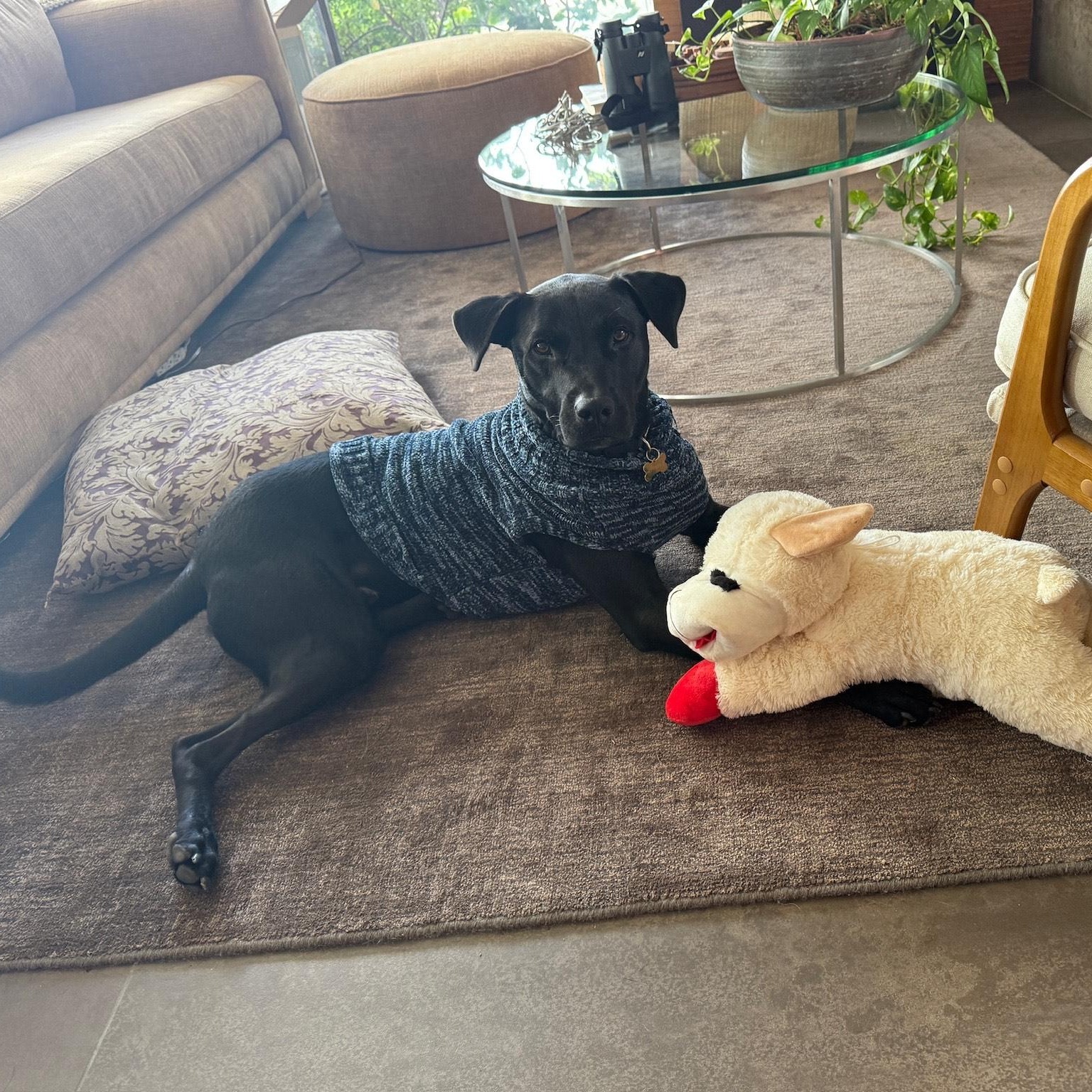 Enlarge Nueve, an adopted mixed breed in Los Angeles, CA image 2/6