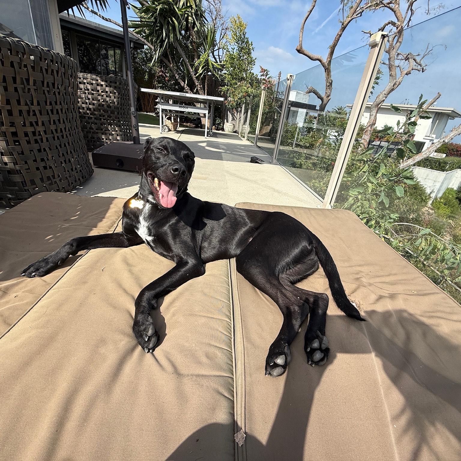 Enlarge Nueve, an adopted mixed breed in Los Angeles, CA image 6/6