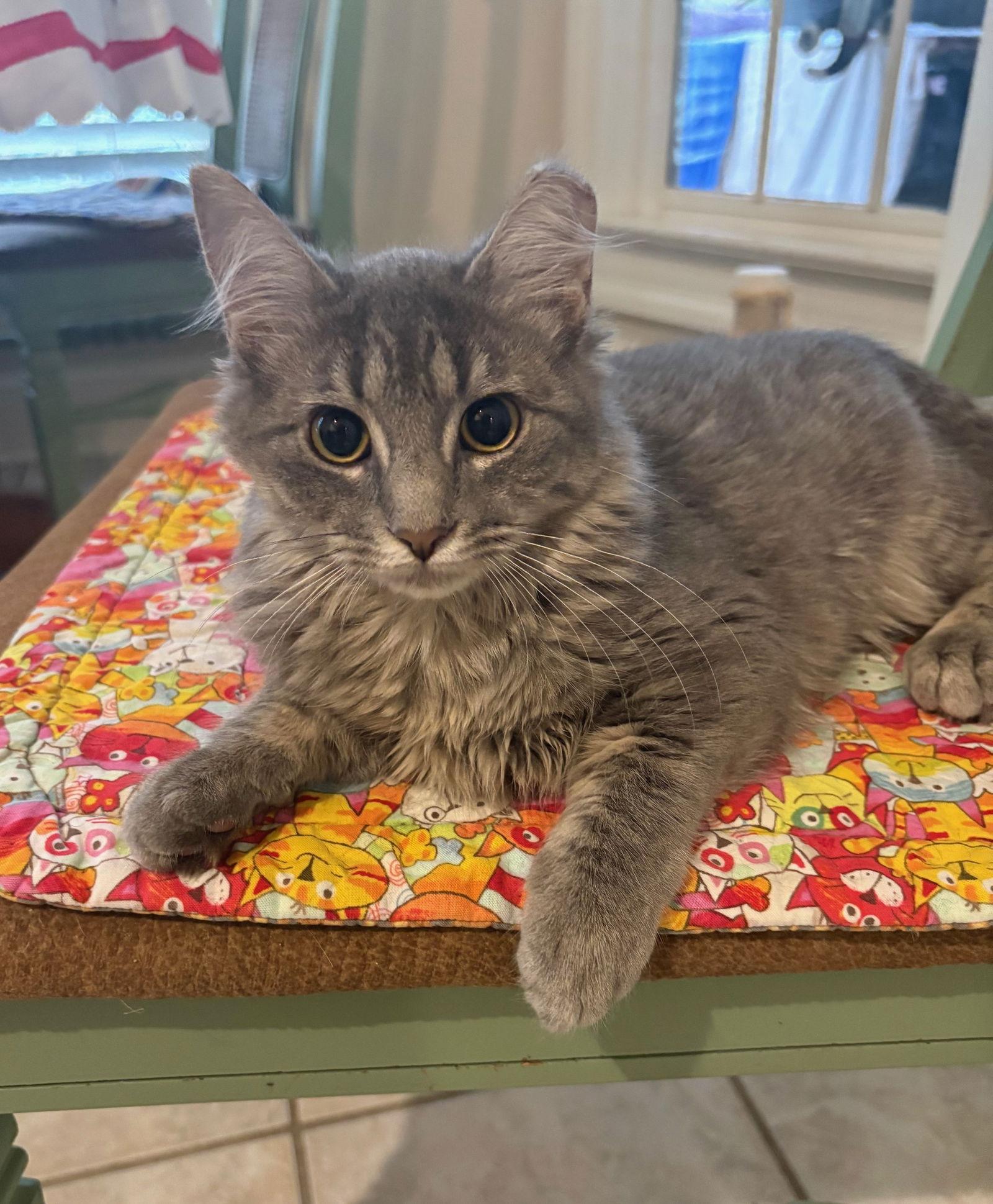 Prunella, adopted, Young Female Domestic Medium Hair.