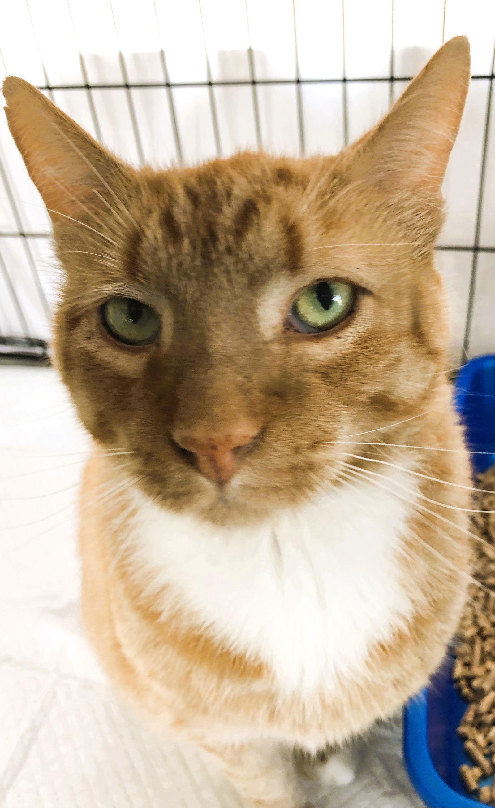 Tiger T — thumbnail 18