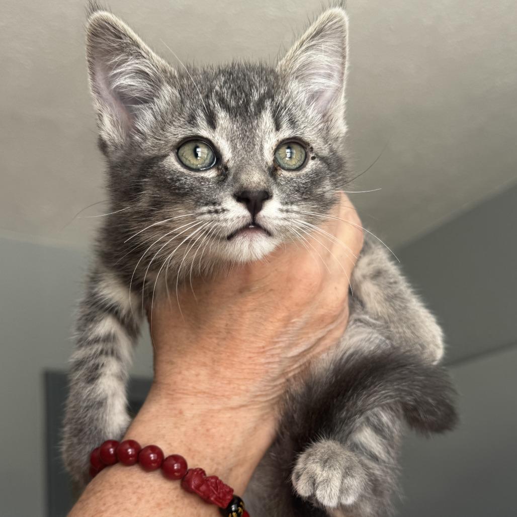 Gannon, Adoptable, Kitten Male Domestic Medium Hair.