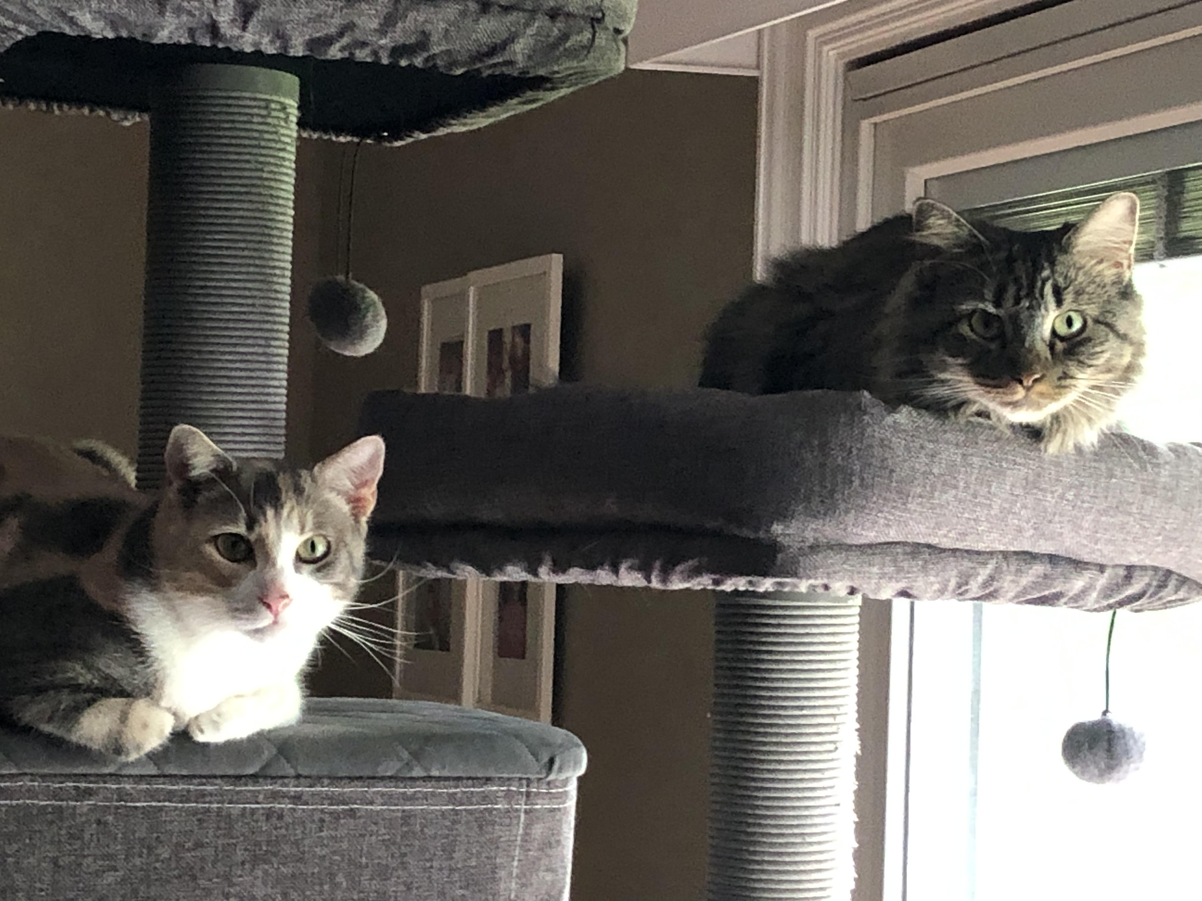 Delaney & Hermione (friendly bonded sisters), a Adoptable mixed breed in New Milford, CT image 6/6