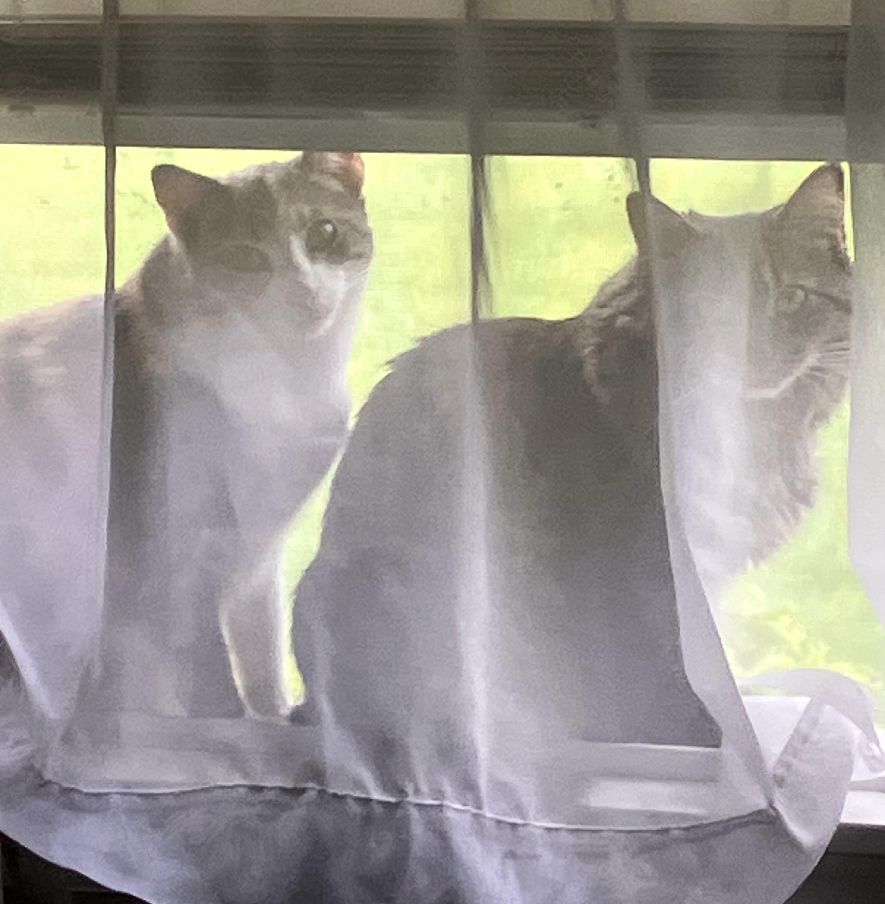 Delaney & Hermione (friendly bonded sisters)