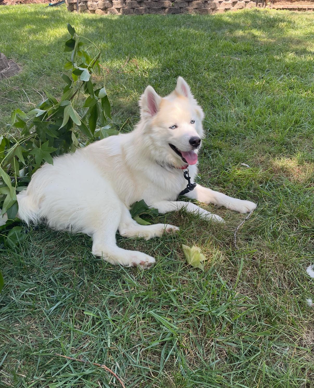 Yeti/Teddy, an adopted Siberian Husky in Summerville, SC image 1/3