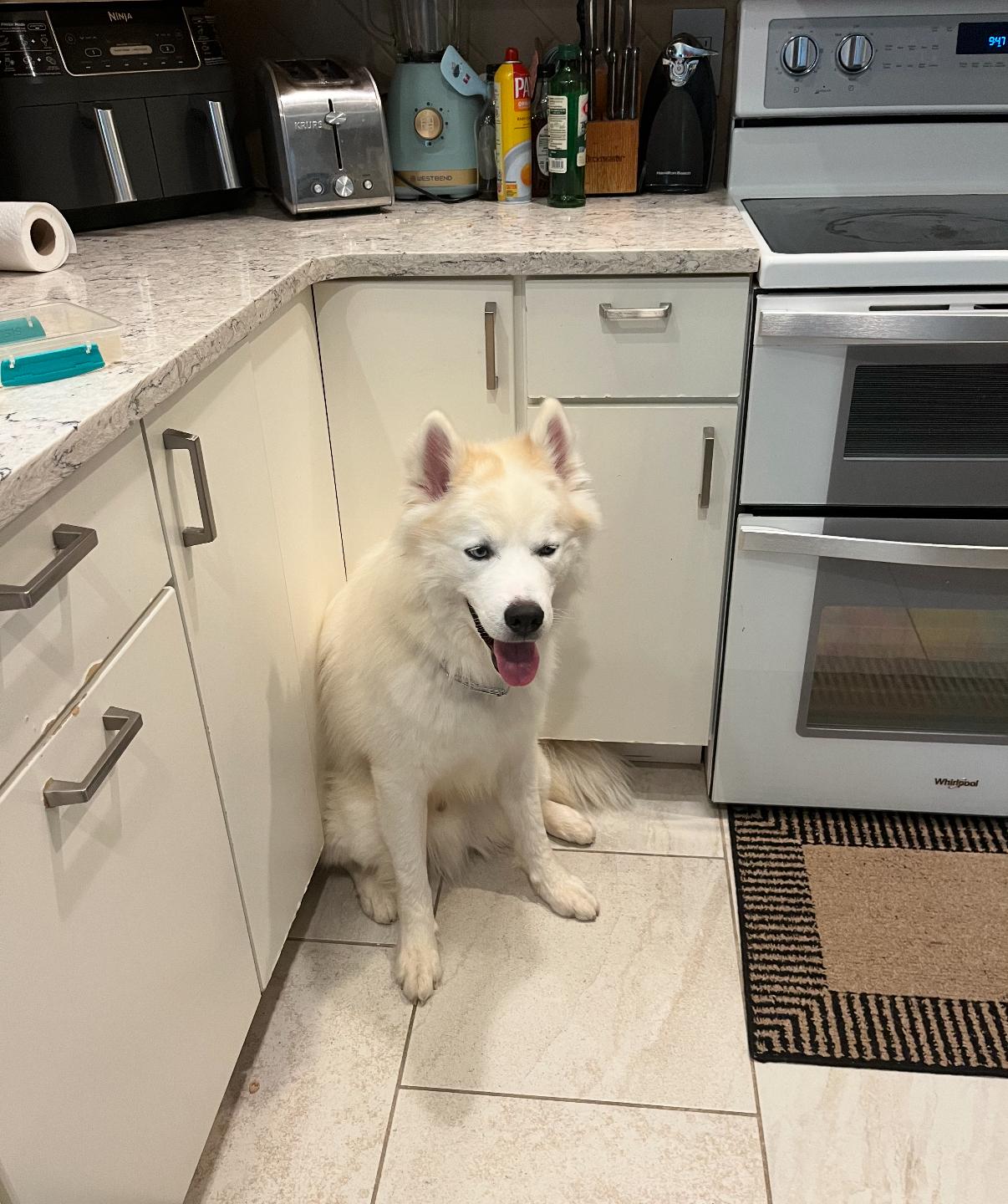 Yeti/Teddy, an adopted Siberian Husky in Summerville, SC image 2/3