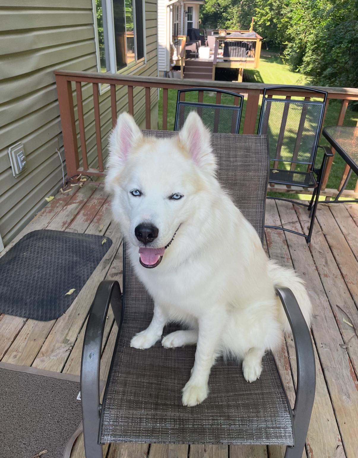 Yeti/Teddy, an adopted Siberian Husky in Summerville, SC image 3/3