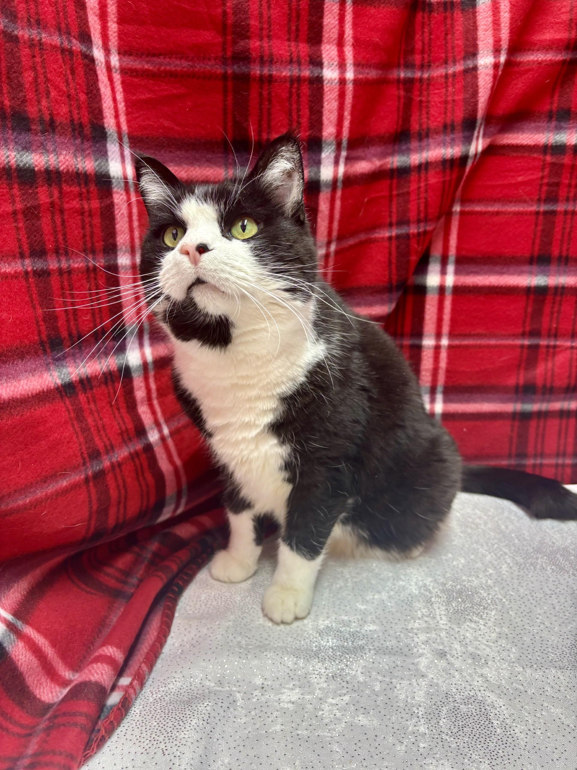 Enlarge Moo, an adoptable mixed breed in Upper Sandusky, OH image 1/3