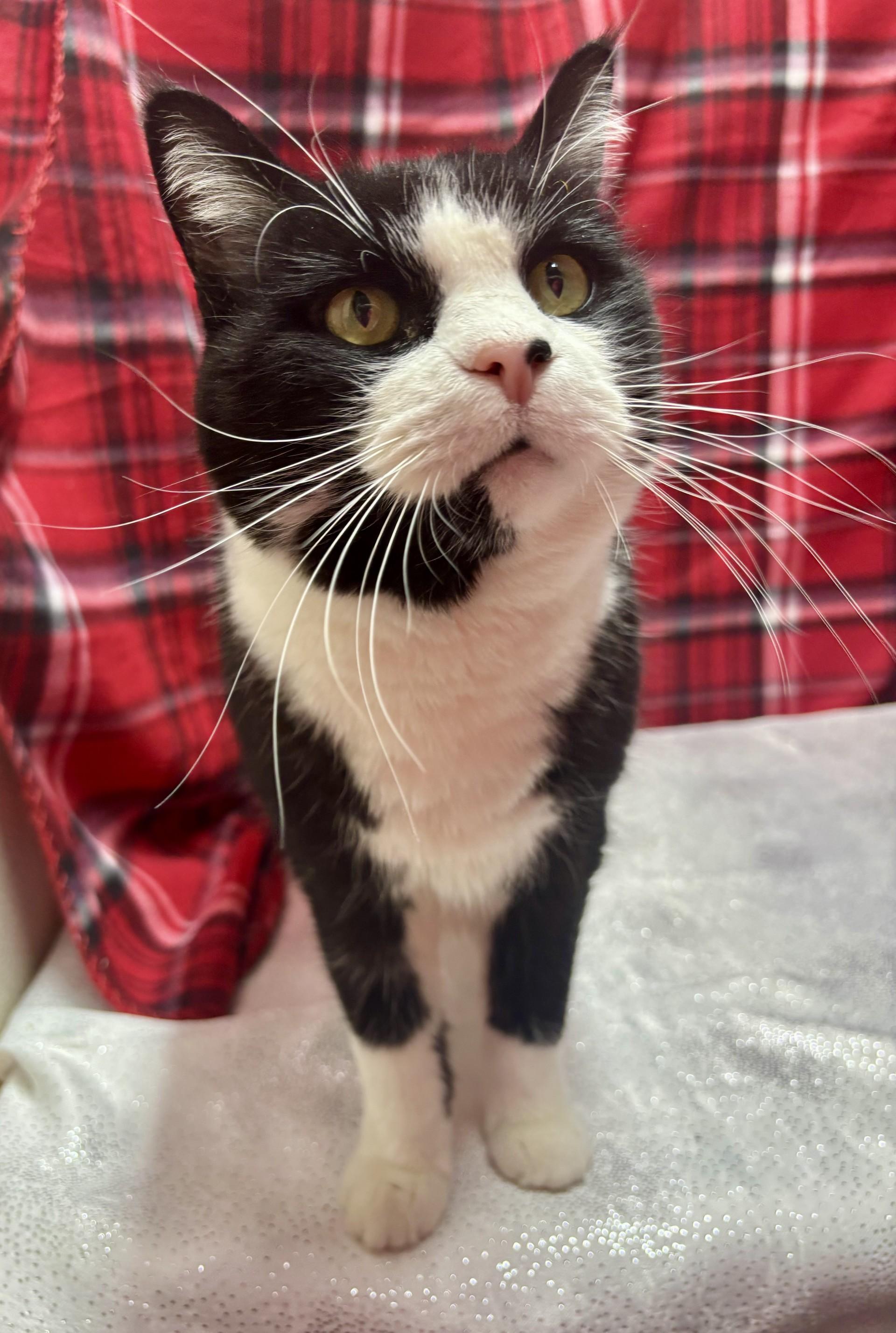 Enlarge Moo, an adoptable mixed breed in Upper Sandusky, OH image 2/3