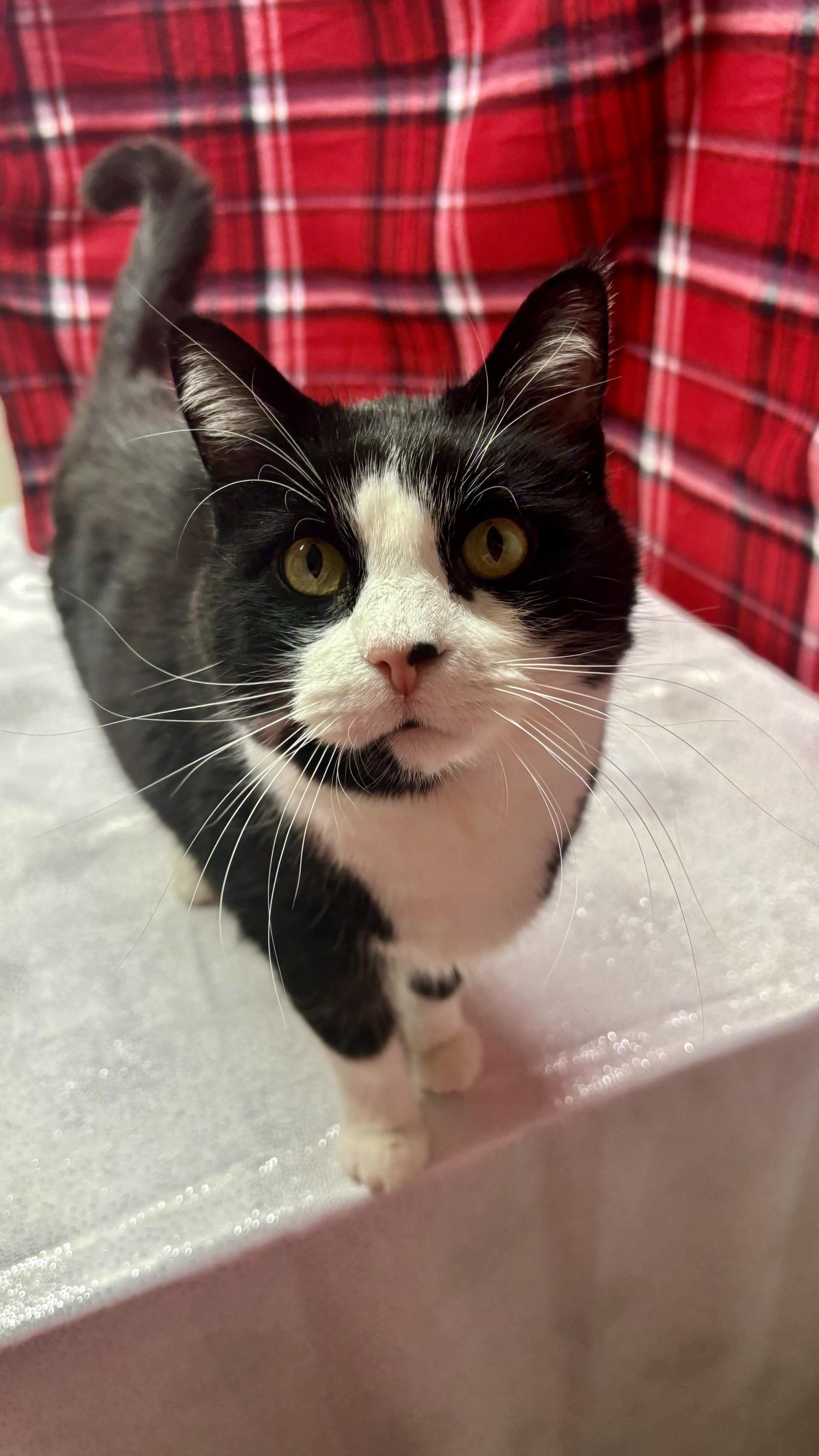 Enlarge Moo, an adoptable mixed breed in Upper Sandusky, OH image 3/3