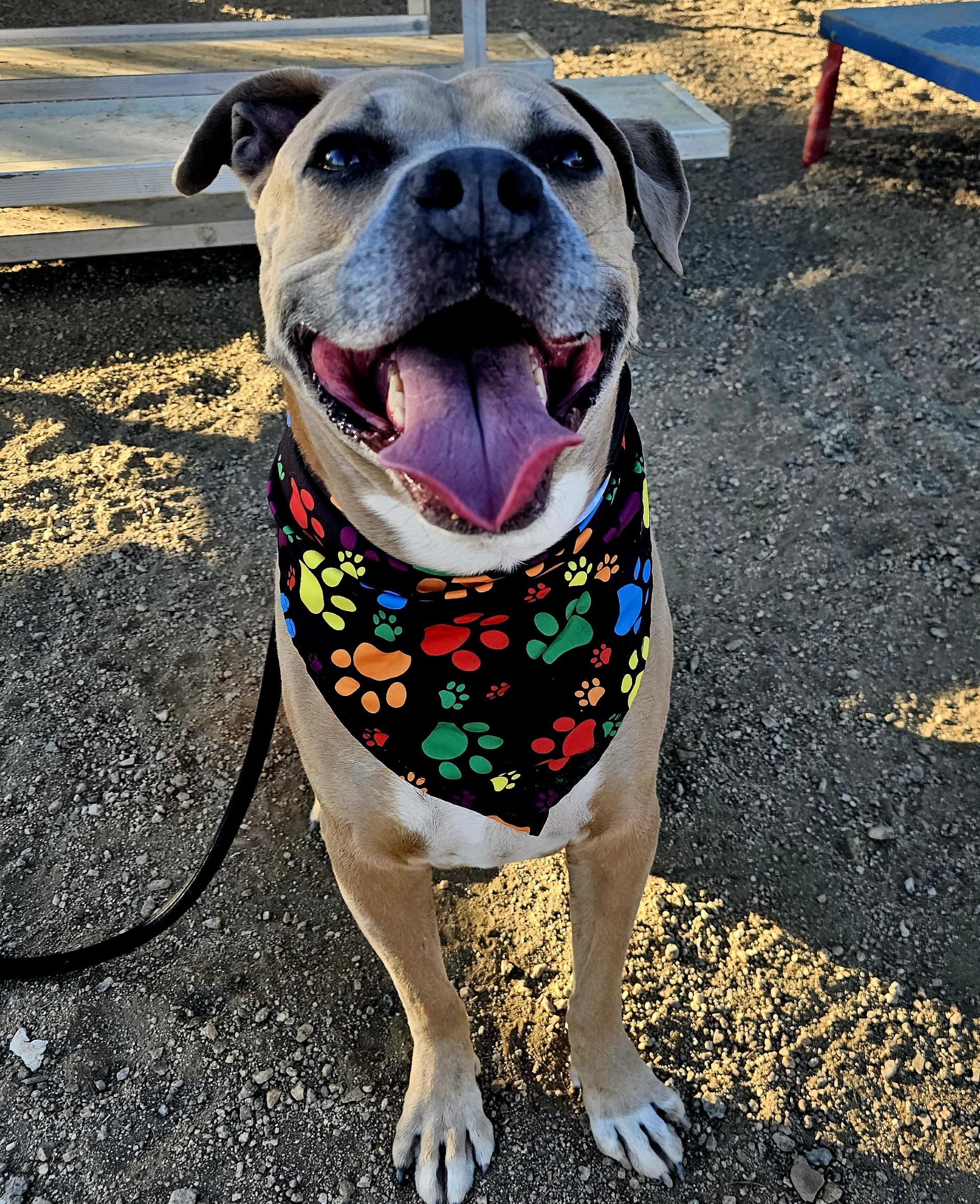 Bossco, an adoptable Boxer Mix in Sierra Vista, AZ_image-1