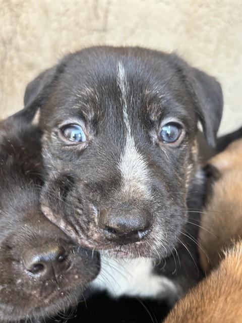 Enlarge SKITTLES, a Adoptable mixed breed in Oklahoma City, OK image 1/1