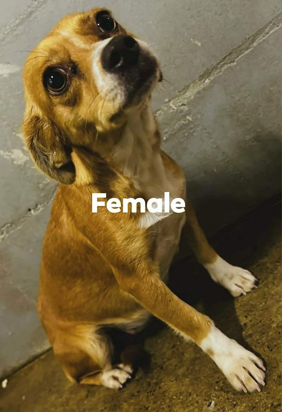 Amarilla, Adoptable, Young Female Chihuahua.
