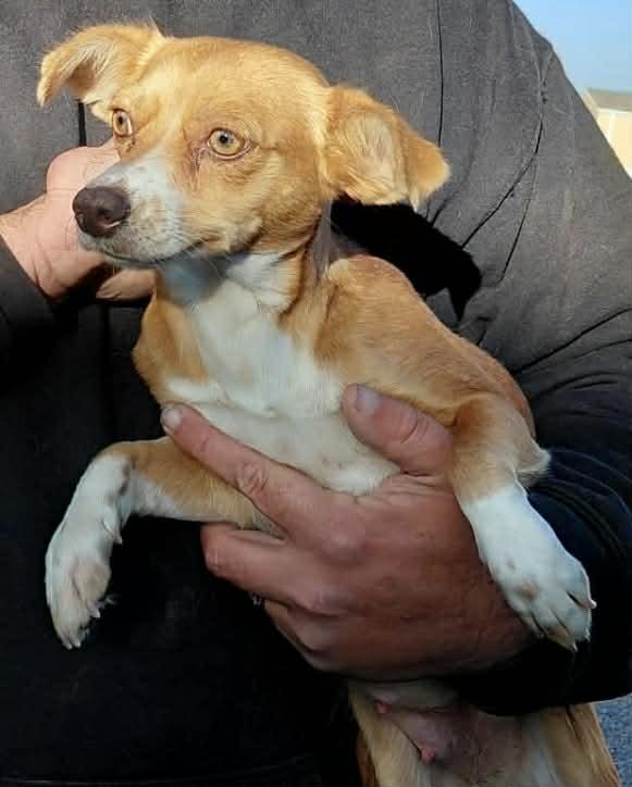 Amarilla, a Adoptable Chihuahua in Minneapolis, MN image 2/3