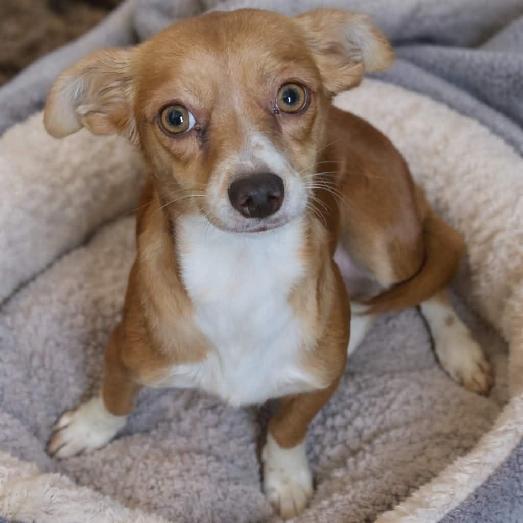 Amarilla, a Adoptable Chihuahua in Minneapolis, MN image 3/3