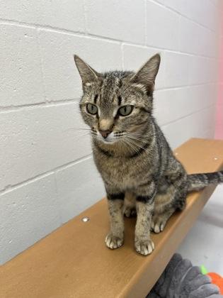 Shelby, Adoptable, Adult Female Domestic Short Hair & Domestic Short Hair.