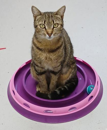 Enlarge Shelby, a Adoptable mixed breed in Largo, FL image 2/2