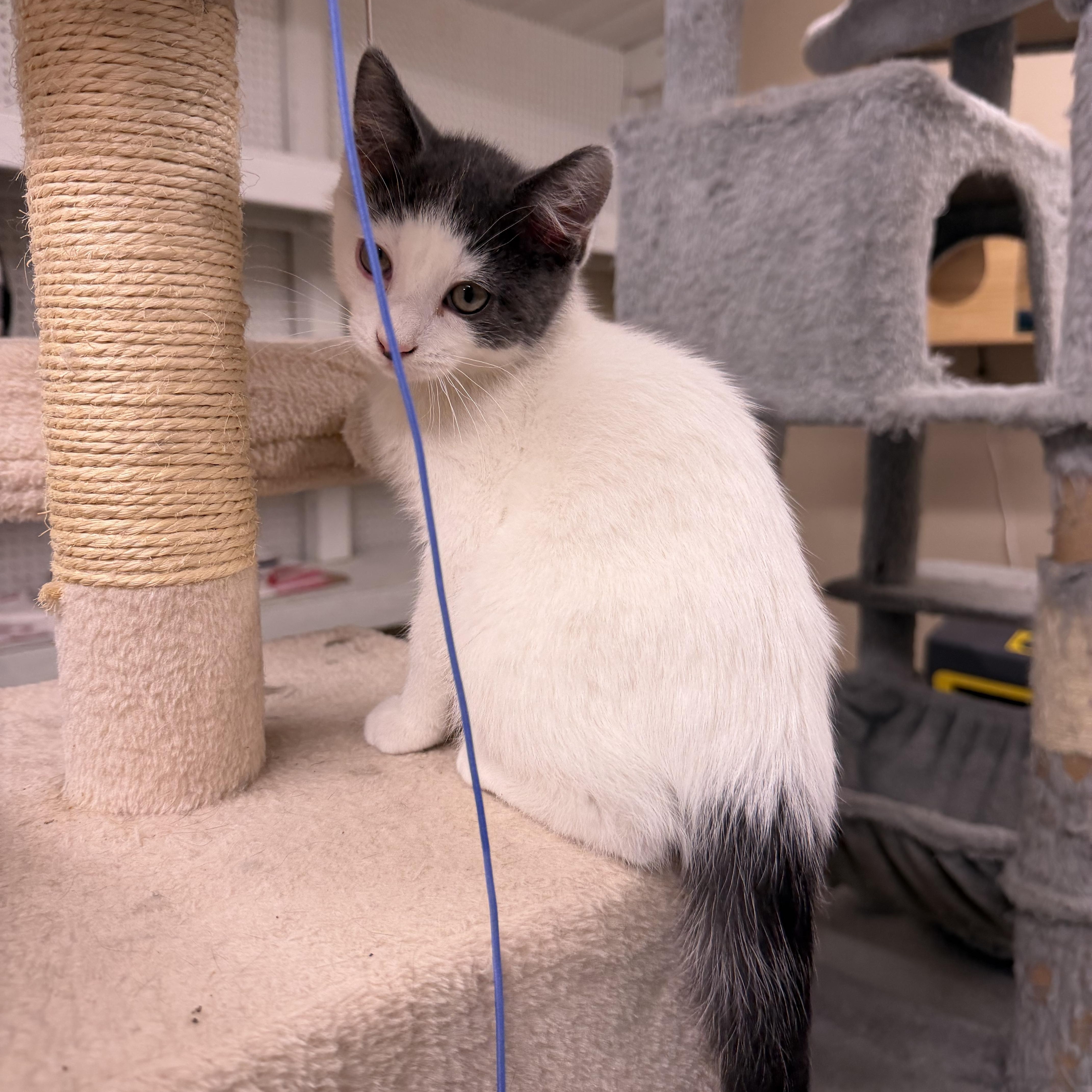 Enlarge Cadbury, a Adopted Domestic Short Hair in Mauston, WI image 1/1