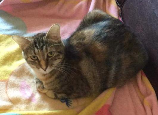 Kelsey, Adoptable, Senior Female Domestic Short Hair.