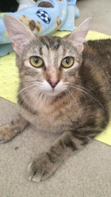 Enlarge Kelsey, a Adoptable mixed breed in Ballwin, MO image 2/6