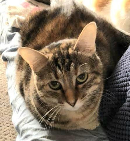 Enlarge Kelsey, a Adoptable mixed breed in Ballwin, MO image 3/6