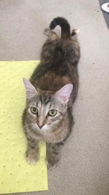 Enlarge Kelsey, a Adoptable mixed breed in Ballwin, MO image 5/6