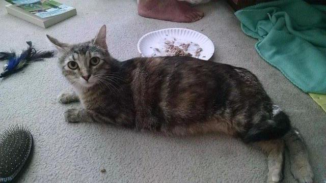 Enlarge Kelsey, a Adoptable mixed breed in Ballwin, MO image 6/6