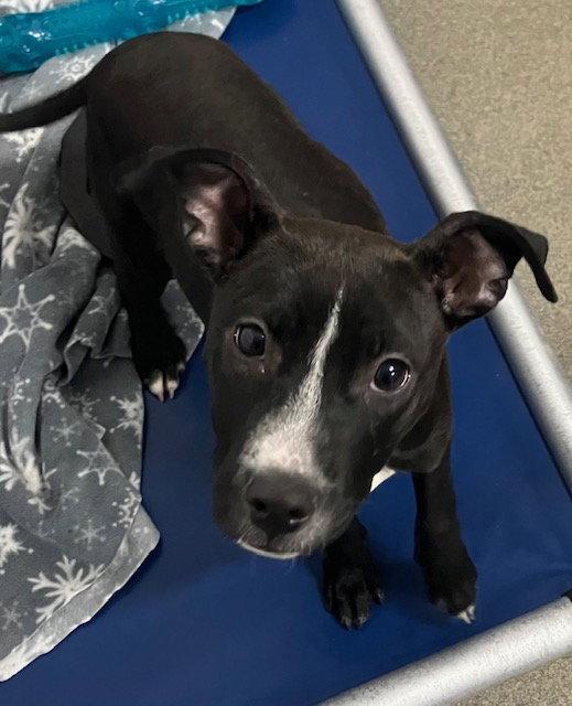 Enlarge Sissy 4 months female, a Adoptable Mixed Breed in Sterling, MA image 1/1