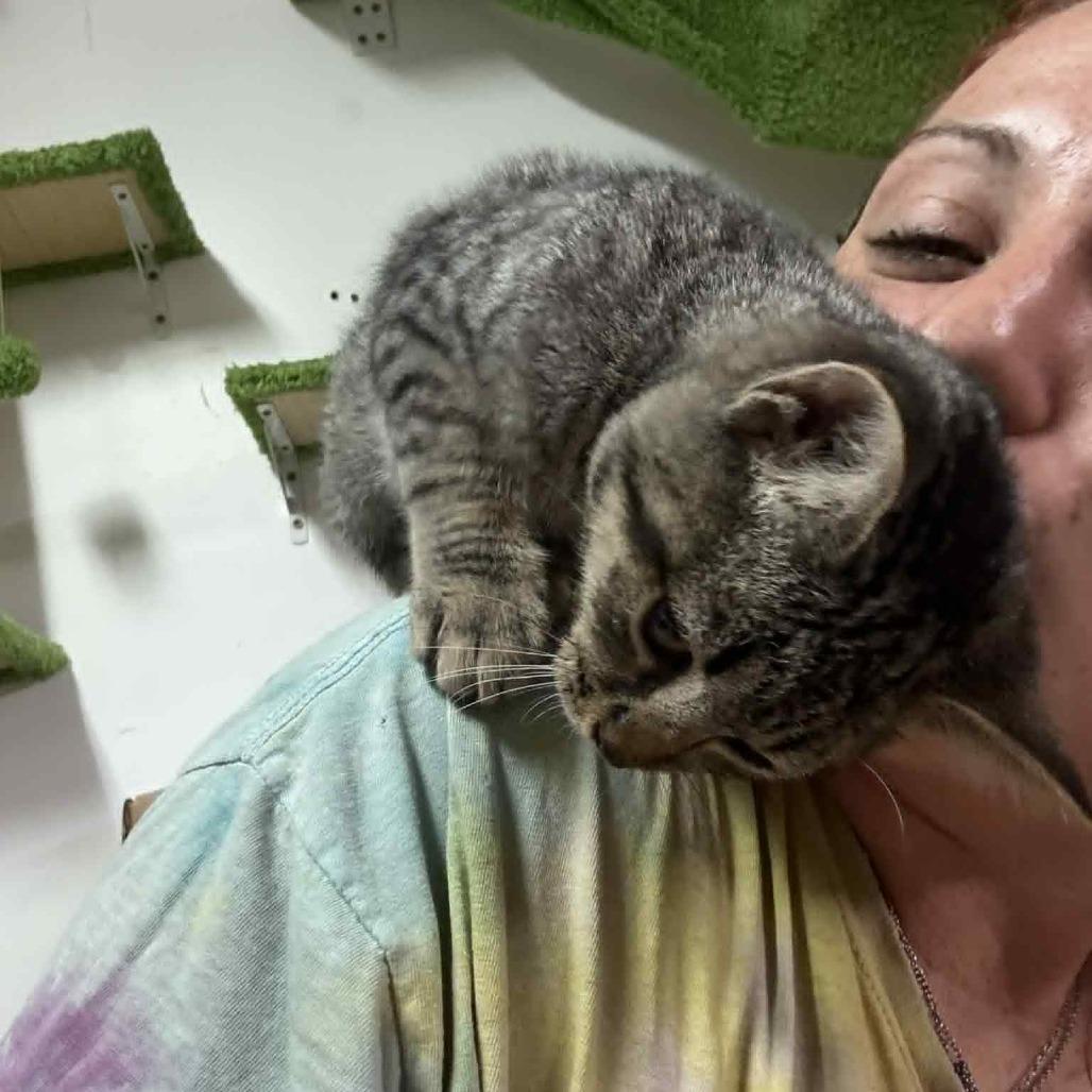 Enlarge Violet, a Adoptable Domestic Short Hair in Kinston, NC image 5/6