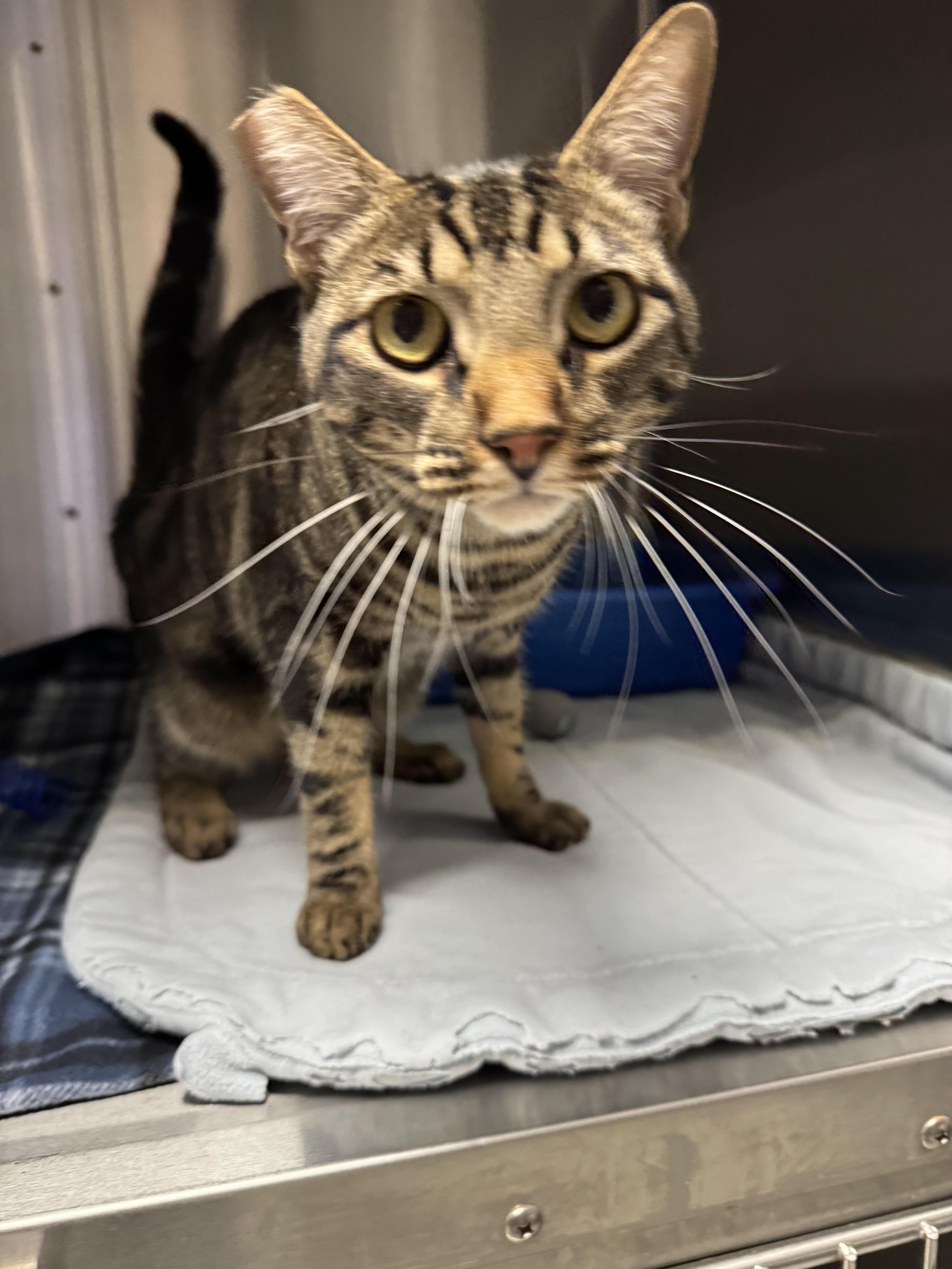 Simba - Adoption Fee Sponsored by the ASPCA The Rescue Effect, Adoptable, Young Male Domestic Short Hair.